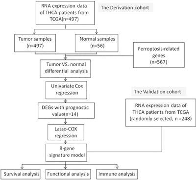 Construction of a ferroptosis-related eight gene signature for predicting the prognosis and immune infiltration of thyroid cancer